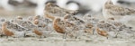 Red knot | Huahou. Flock moulting into breeding plumage. The centre bird is likely the subspecies piersmai. Manawatu River estuary, March 2012. Image © Phil Battley by Phil Battley.