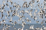 Red knot | Huahou. Flock in flight. Miranda, Firth of Thames, February 2007. Image © Neil Fitzgerald by Neil Fitzgerald.