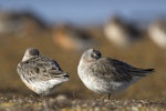 Red knot | Huahou. Overwintering roosting birds. Awarua Bay, Southland, July 2012. Image © Glenda Rees by Glenda Rees.