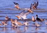 Red knot | Huahou. Adults mostly in breeding plumage (with bar-tailed godwits). Manawatu River estuary, March 2013. Image © Alex Scott by Alex Scott.