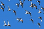 Red knot | Huahou. Flock in flight, coming in to breeding plumage. Foxton Beach, March 2015. Image © Duncan Watson by Duncan Watson.