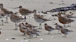 Red knot | Huahou. Adult birds in breeding plumage in front of larger bar-tailed godwits. Motueka Sandspit, February 2012. Image © Rebecca Bowater FPSNZ by Rebecca Bowater FPSNZ.