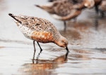 Red knot | Huahou. Breeding plumage adult feeding. Manawatu River estuary, February 2000. Image © Alex Scott by Alex Scott.