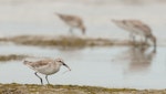 Red knot | Huahou. Non-breeding adult with a crab. Mud Islands, Victoria, Australia, March 2012. Image © Sonja Ross by Sonja Ross.