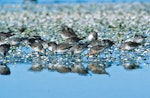 Red knot | Huahou. Foraging flock including a single bird in partial breeding plumage. Image © Cushla Chudleigh by Brian Chudleigh.