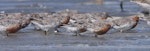 Red knot | Huahou. Flock of adults and immatures facing into a strong westerly wind. Manawatu River estuary, March 2009. Image © Phil Battley by Phil Battley.