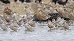 Red knot | Huahou. Mixed flock with bar-tailed godwits - both species developing breeding plumage. Mangere inlet near Ambury Regional Park, February 2014. Image © Bruce Buckman by Bruce Buckman.