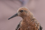 Red knot | Huahou. Adult (subspecies piersmai) in breeding plumage. Miranda, April 2017. Image © Bartek Wypych by Bartek Wypych.