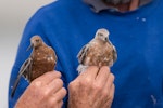 Red knot | Huahou. Adults in breeding plumage (subspecies piersmai on left and rogersi on right). Miranda, April 2017. Image © Bartek Wypych by Bartek Wypych.