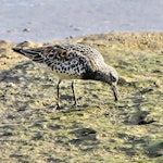 Great knot. Adult in breeding plumage. Stockton Sand Spit, Newcastle, New South Wales, Australia, March 2014. Image © Dick Jenkin by Dick Jenkin.