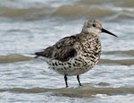 Great knot. Adult moving in to non-breeding plumage. Foxton Beach, November 2011. Image © Duncan Watson by Duncan Watson.