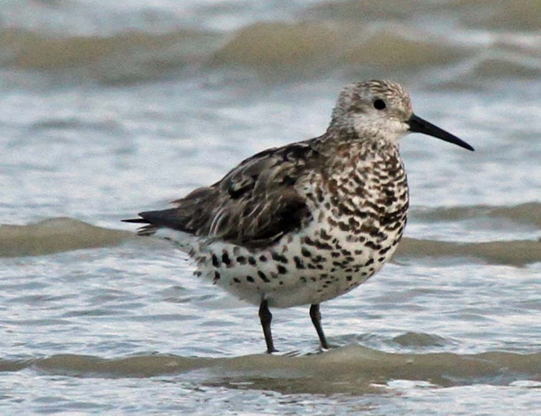 Great knot. Adult moving in to non-breeding plumage. Foxton Beach, November 2011. Image © Duncan Watson by Duncan Watson.