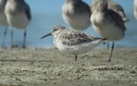 Great knot. Non-breeding plumage. Little Waihi estuary, April 2013. Image © Tim Barnard by Tim Barnard.