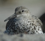 Great knot. Adult gaining breeding plumage. Little Waihi estuary, Bay of Plenty, April 2013. Image © Tim Barnard by Tim Barnard.