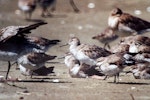 Great knot. Non-breeding adult among lesser knots and bar-tailed godwits. Manawatu River estuary, November 2003. Image © Alex Scott by Alex Scott.