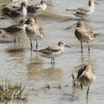 Great knot. Non-breeding adult among bar-tailed godwits. Cairns foreshore, Queensland, January 2011. Image © Dick Jenkin by Dick Jenkin.