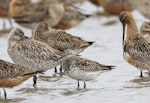 Great knot. Adult with bar-tailed godwits. Yalu Jiang National Nature Reserve, China, April 2010. Image © Phil Battley by Phil Battley.