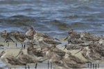 Great knot. Adults roosting with bar-tailed godwits. Toorbul, Queensland, January 2018. Image © Oscar Thomas by Oscar Thomas.