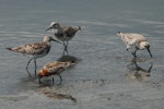 Great knot. Adults moulting into breeding plumage, with lesser knot in breeding plumage in foreground. Wundi, Taiwan, May 2009. Image © Nigel Voaden by Nigel Voaden.