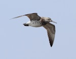 Great knot. Adult in breeding plumage, in flight. Yalu Jiang National Nature Reserve, China, April 2010. Image © Phil Battley by Phil Battley.