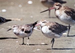 Great knot. Non-breeding adult with bar-tailed godwits. Manawatu River estuary, November 2003. Image © Alex Scott by Alex Scott.