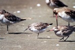 Great knot. Non-breeding adult with bar-tailed godwits. Manawatu River estuary, November 2003. Image © Alex Scott by Alex Scott.