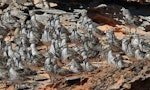 Great knot. Group on shore with other waders including lesser knots (far right), black-tailed godwit and oriental dotterel. Broome, September 2015. Image © Duncan Watson by Duncan Watson.