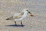 Sanderling. Adult. Floreana Island, Galapagos Islands, August 2016. Image © Rebecca Bowater by Rebecca Bowater FPSNZ AFIAP.