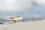 Sanderling. Winter (non-breeding) plumage. Maketu, Bay of Plenty, January 2011. Image © Neil Fitzgerald by Neil Fitzgerald.