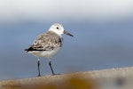 Sanderling. Winter (non-breeding) plumage. Maketu, Bay of Plenty, January 2011. Image © Neil Fitzgerald by Neil Fitzgerald.