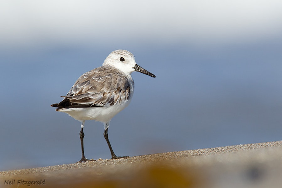 Sanderling. Winter (non-breeding) plumage. Maketu, Bay of Plenty, January 2011. Image © Neil Fitzgerald by Neil Fitzgerald.