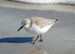 Sanderling. Adult in non-breeding plumage. Cocoa Beach, Florida, December 2009. Image © Alan Tennyson by Alan Tennyson.