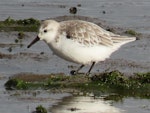 Sanderling. Adult. Ashley River estuary, November 2019. Image © Scott Brooks (ourspot) by Scott Brooks.