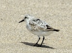 Sanderling. Adult. Floreana Island, Galapagos Islands, August 2016. Image © Rebecca Bowater by Rebecca Bowater FPSNZ AFIAP.