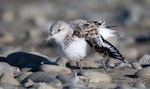 Sanderling. Adult moulting into breeding plumage. Ashley River estuary, April 2023. Image © Ben Ackerley by Ben Ackerley.