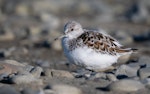 Sanderling. Adult moulting into breeding plumage. Ashley River estuary, April 2023. Image © Ben Ackerley by Ben Ackerley.