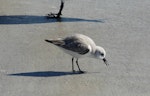 Sanderling. Adult in non-breeding plumage feeding. Cocoa Beach, Florida, December 2009. Image © Alan Tennyson by Alan Tennyson.