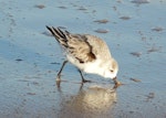 Sanderling. Adult in non-breeding plumage feeding. Ormond Beach, Florida, January 2010. Image © Alan Tennyson by Alan Tennyson.