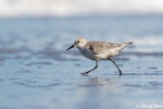 Sanderling. Non-breeding adult running along beach. Tortuguero, Costa Rica, January 2020. Image © Glenda Rees by Glenda Rees.