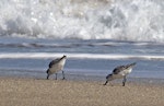 Sanderling. Adults feeding on beach. Jensen Beach, Florida, USA, November 2014. Image © Rebecca Bowater by Rebecca Bowater FPSNZ AFIAP.