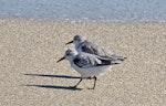 Sanderling. Adults feeding on beach. Jensen Beach, Florida, November 2014. Image © Rebecca Bowater by Rebecca Bowater FPSNZ AFIAP.