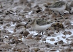 Sanderling. Juvenile. Archipelago Severnaya Zemlya, Russia, August 2019. Image © Sergey Golubev by Sergey Golubev.