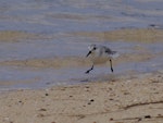 Sanderling. Non-breeding adult running. Mauritius, February 2016. Image © Colin Miskelly by Colin Miskelly.