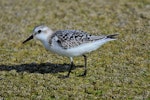 Sanderling. Juvenile. Cap Ferret, France, September 2017. Image © Cyril Vathelet by Cyril Vathelet.