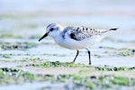 Sanderling. Juvenile. Cap Ferret, France, September 2017. Image © Cyril Vathelet by Cyril Vathelet.