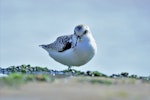 Sanderling. Front view of juvenile. Cap Ferret, France, September 2017. Image © Cyril Vathelet by Cyril Vathelet.