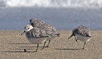 Sanderling. Three adults on beach. Jensen Beach, Florida, USA, November 2014. Image © Rebecca Bowater by Rebecca Bowater FPSNZ AFIAP.