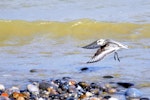 Sanderling. Juvenile in flight. Baie de Somme, France, August 2016. Image © Cyril Vathelet by Cyril Vathelet.