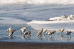 Sanderling. Small flock on the tide edge. Tortuguero, Costa Rica, February 2020. Image © Glenda Rees by Glenda Rees.