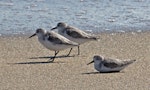 Sanderling. Three adults on beach. Jensen Beach, Florida, USA, November 2014. Image © Rebecca Bowater by Rebecca Bowater FPSNZ AFIAP.